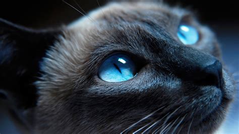 Cat Blue Eyes Wallpaper