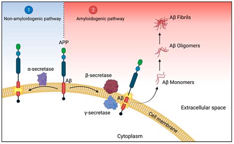 IJMS | Free Full-Text | Alzheimer’s Disease: A Brief History of ...