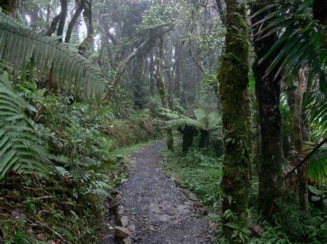 El Yunque Trail : Photos, Diagrams & Topos : SummitPost