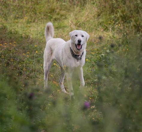 Akbash | Dog Breed Info And Characteristics