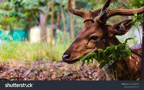 2,023 Deer Eating Plants Images, Stock Photos & Vectors | Shutterstock