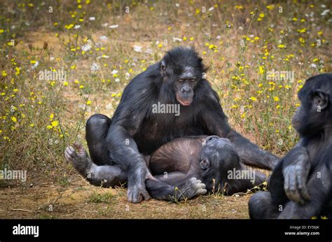 Bonobo Primate