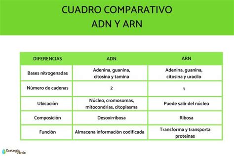 Diferencia entre ADN y ARN - Cuadro comparativo