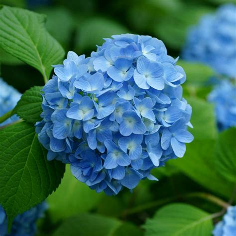 Hydrangea (blue) - Muddy Trowel