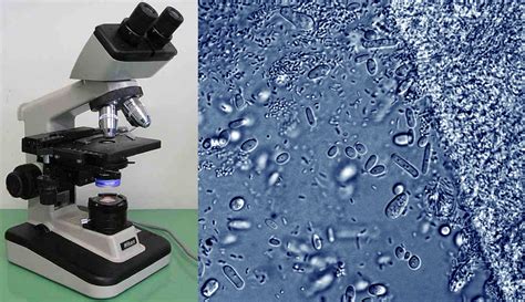 Bacterial Cell Light Microscope