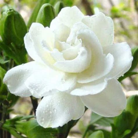 White Jasmine Flower at Rs 600/kilogram | Fresh Flower in Chennai | ID: 13132108355