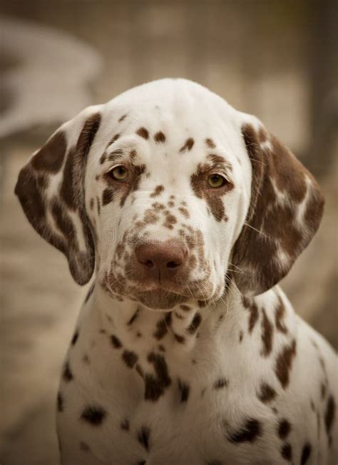 Brown Dalmatian Puppy Portrait Stock Image - Image of puppy, cuteness: 26322135