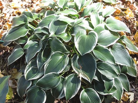 Beautiful Hostas in the Autumn Landscape - Favorite Perennials