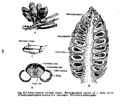 parts of a pine cone | Pine cones, Cones, Fig