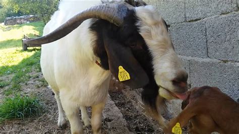 goat mating - YouTube