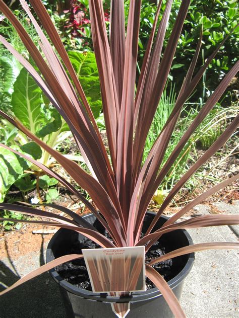 Gina's blog: Cordyline “Red Star”