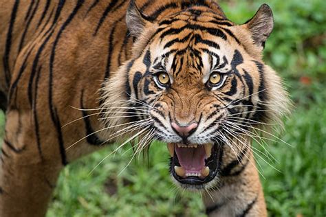 Sumatran Tiger Pictures, Images and Stock Photos - iStock