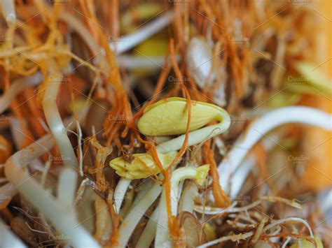 pumpkin seeds sprouts ~ Photos ~ Creative Market