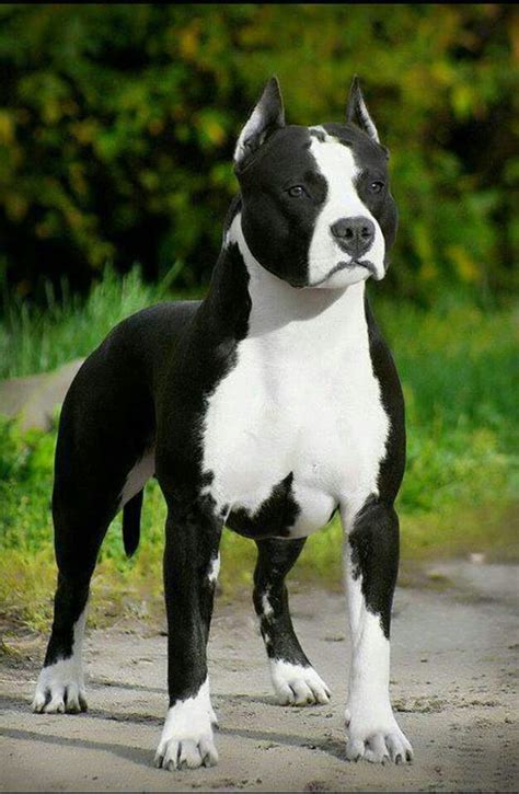 Pin by Jacob Liles on Nice Rides | Cute dogs, Pitbull puppies, Pitbull dog