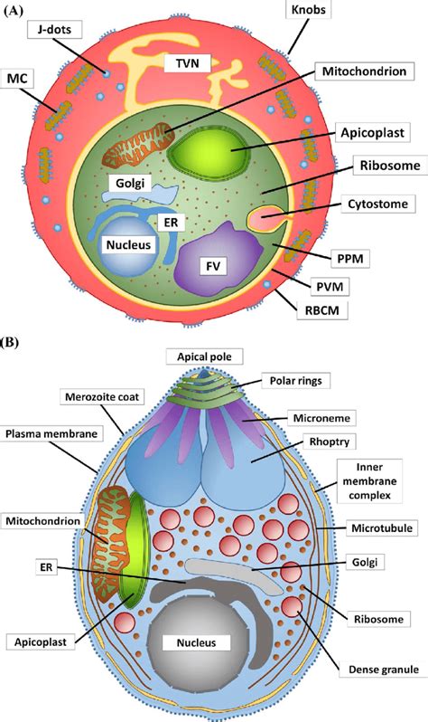 Membrane compartments of the P. falciparum blood stages. (A) The... | Download Scientific Diagram