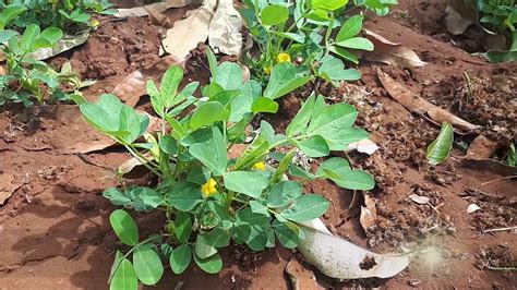 Groundnut Cultivation - YouTube