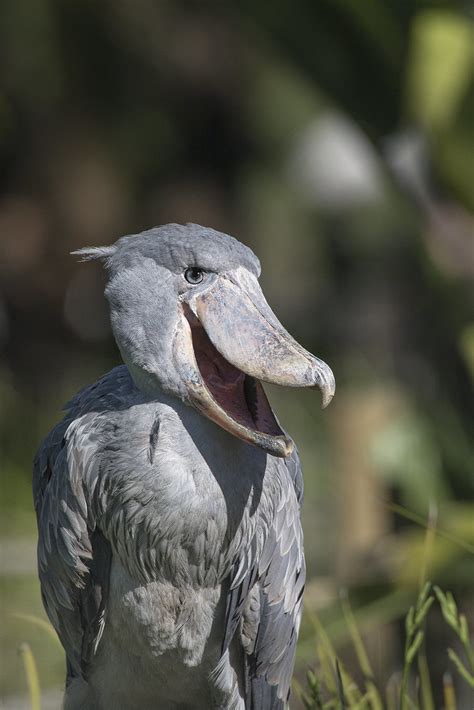 Shoebill sounds - sydneydiki