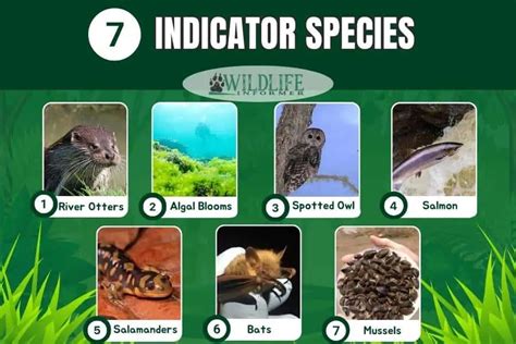 What is an Indicator Species? (7 Examples) - Wildlife Informer