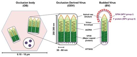 Viruses | Free Full-Text | Baculovirus Nuclear Import: Open, Nuclear ...