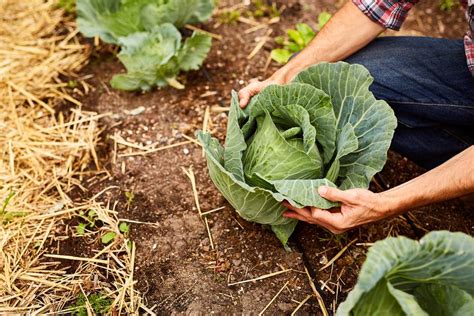 How to Grow Cabbage in Your Garden