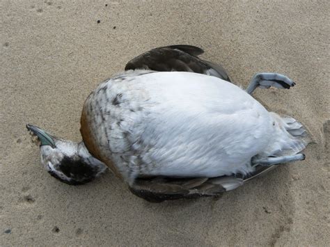 Dead birds found on Sleeping Bear Dunes National Lakeshore likely died of avian botulism – 9&10 News