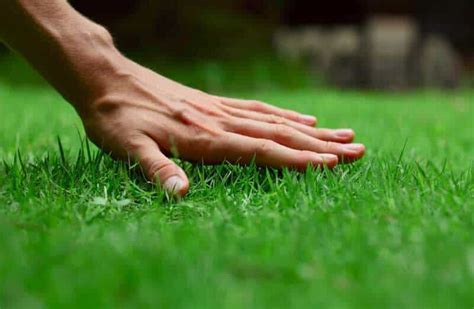 Lawn - Insect Control - Pest Control Guide | Dora Agri