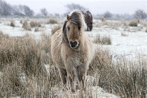 Dartmoor Pony on a snowy February day by Liz Coles | Dartmoor pony, Dartmoor, Wildlife photography