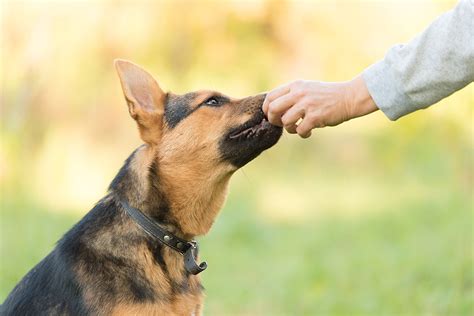 Best Dog Food For German Shepherds With Sensitive Stomachs