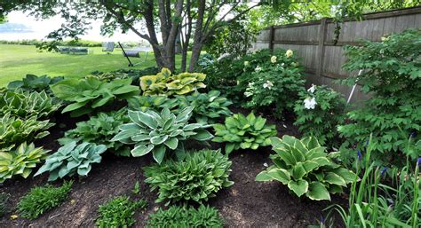 hosta-garden-plantings - Gnome Landscape, Design, Masonry & Maintenance