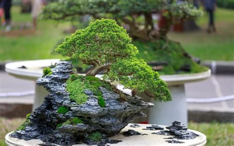 Chinese Elm Bonsai Tree: How to Care for? - Prime Bonsai