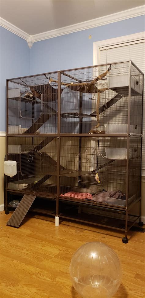 Ideal Ferret Cage Setup