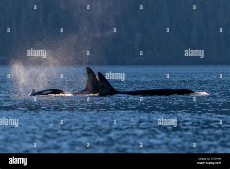 Orca pod hi-res stock photography and images - Alamy