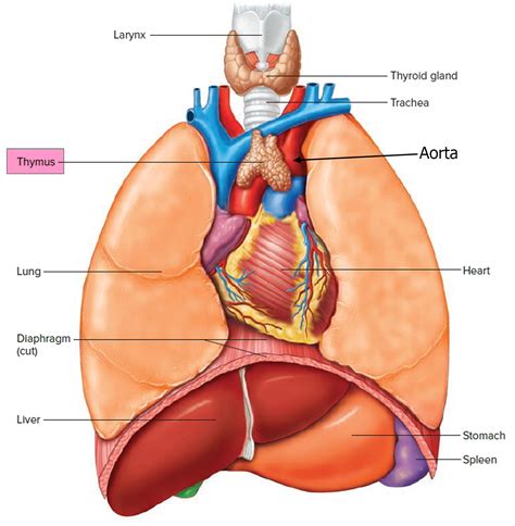 Thymus Cancer - Causes, Symptoms, Diagnosis and Treatment