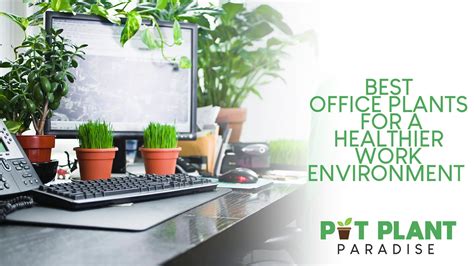 Best Office Plants for a Healthier Work Environment