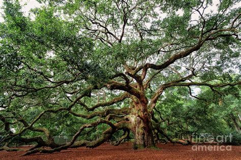 Angel Oak Photograph by Bee Creek Photography - Tod and Cynthia - Pixels