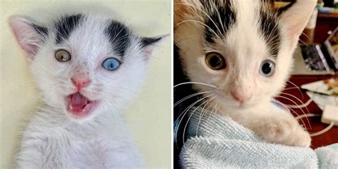 Beautiful Odd Eyed Kitten Rescued from Roadside, Doesn't Want to Be Alone Again | Kitten rescue ...