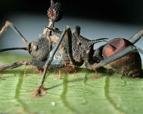 When Fungus Controls Ant Behavior | Ask A Biologist