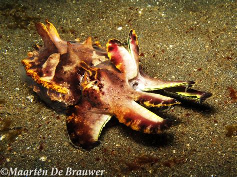 Flamboyant Cuttlefish | Critter Research