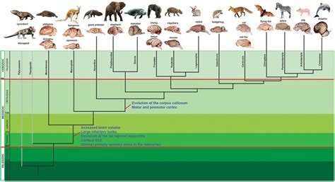 | Phylogenetic tree of mammalian evolution. The schematic phylogenetic ...