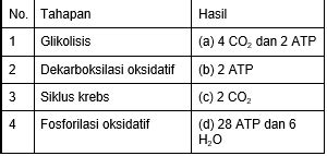 Tabel Tahapan Respirasi Aerob – Materi Belajar Online