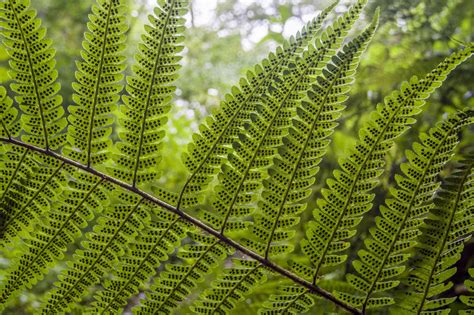 fern seeds | Fern seeds, Cactus plants, Plants