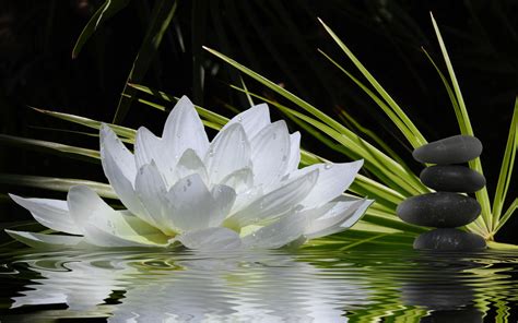 Zen Lotus Wallpapers - Top Free Zen Lotus Backgrounds - WallpaperAccess