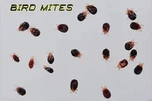 what temperature kills bird mites