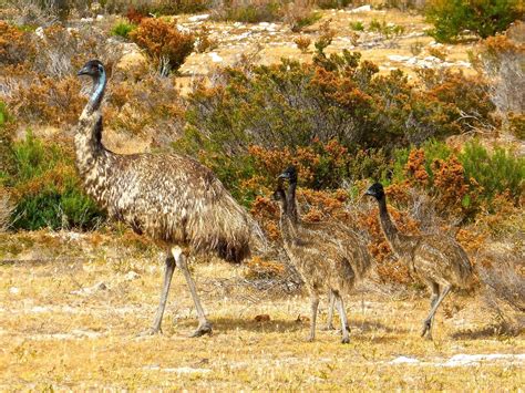 Australia, Emus Birds Flightless Australia Big Austra #australia, #emus, #birds, #flightless, # ...