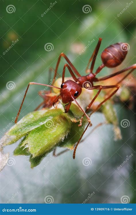 Ant Mandibles Fight Stock Photos - Free & Royalty-Free Stock Photos from Dreamstime