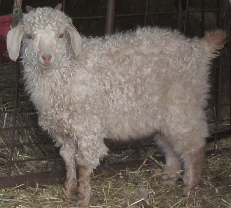 Mohair goat | Angora goats, Goats for sale, Goats