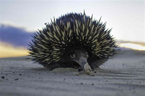 12 Facts About the Strange and Spiky Echidna