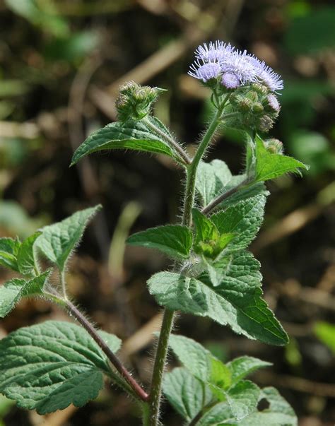 p_17d | Ageratum conyzoides L. TROPIC AGERATUM, GOAT WEED, A… | Flickr