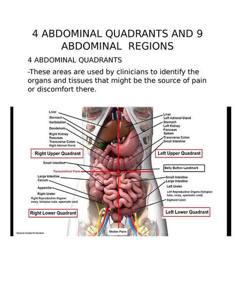 4 Abdominal Quadrants AND 9 Abdominal Regions - 4 ABDOMINAL QUADRANTS ...