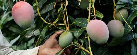 Mango Tree Explanation - Sere Fruit